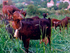 Queso de Saravillo